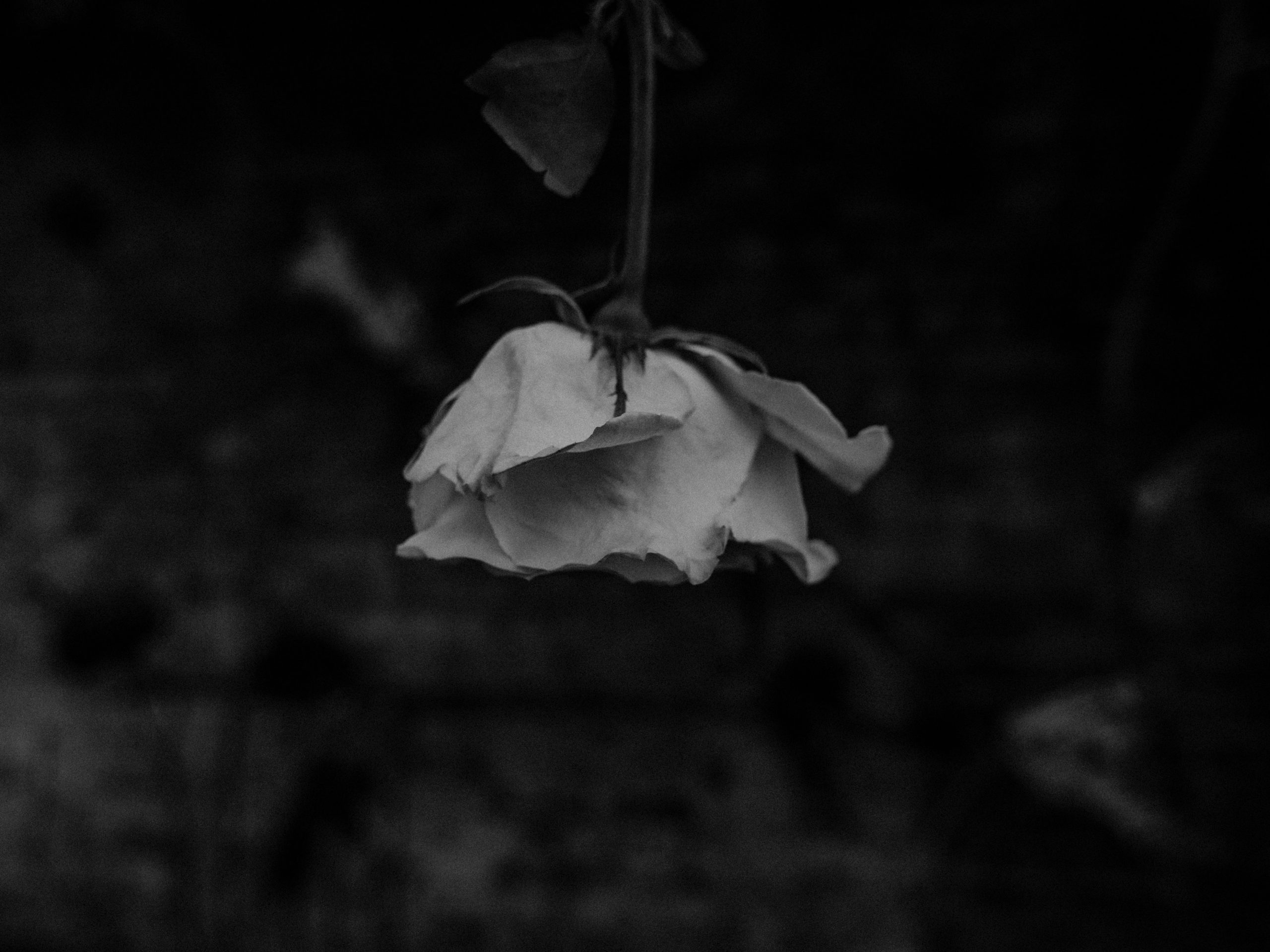 O Rose, Thou Art Sick.